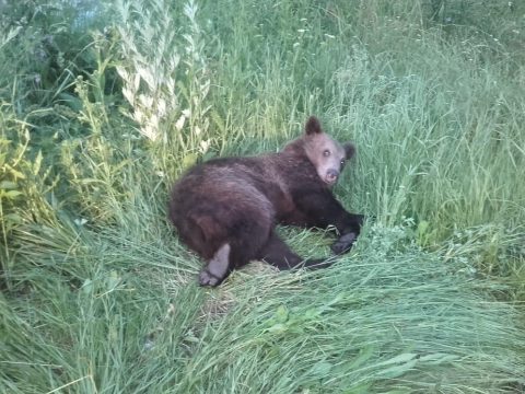 Elütöttek egy medvét Brassó mellett, a sérült állatot a zernyesti rezervátumba szállítják