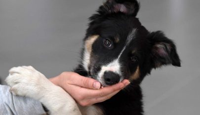 A kutyatartás negyedével csökkenti a bármely okból bekövetkező halálozás kockázatát