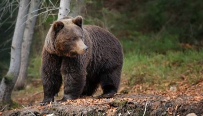 Medvét láttak Brassó történelmi központjának környékén