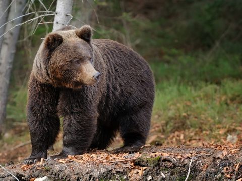 Medvét láttak Brassó történelmi központjának környékén