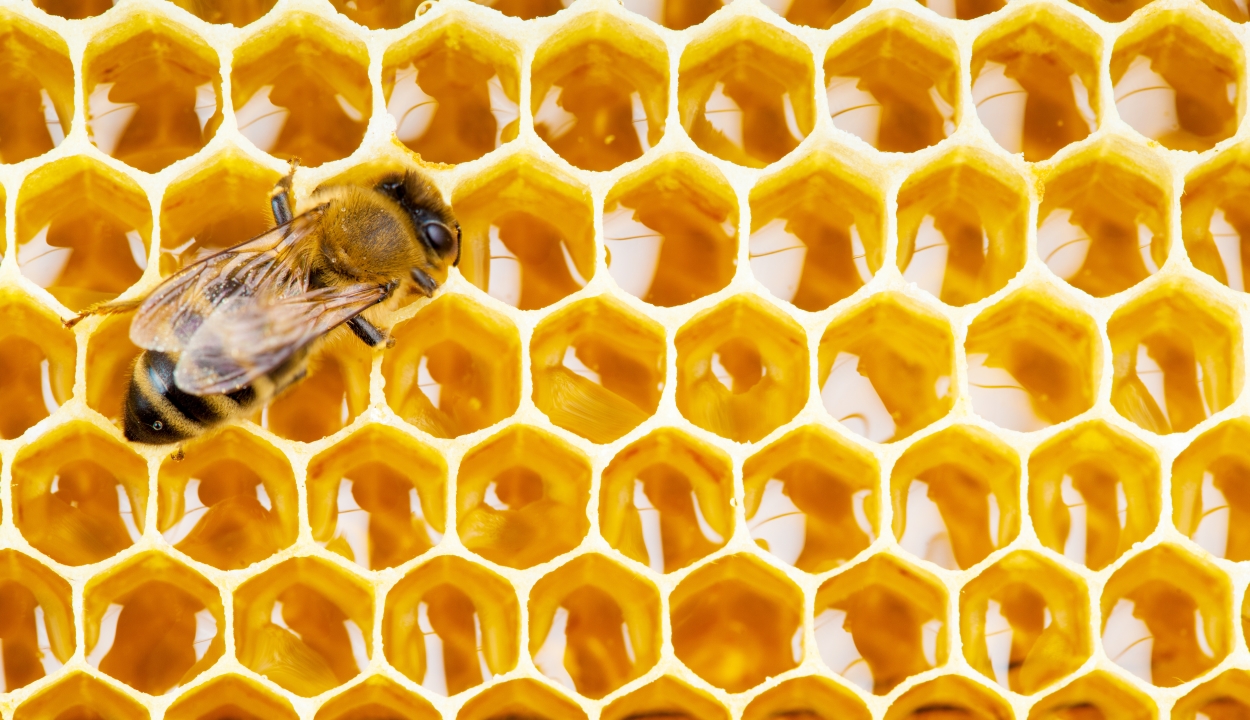 Drasztikusan csökkent tavaly télen a mézelő méhkolóniák száma