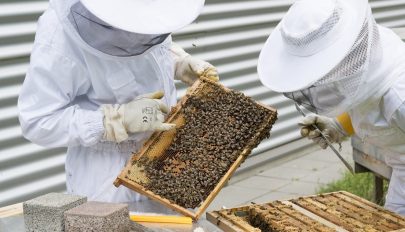 Péntektől igényelhetik a méhészek a de minimis támogatást