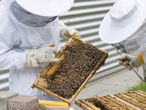 Péntektől igényelhetik a méhészek a de minimis támogatást