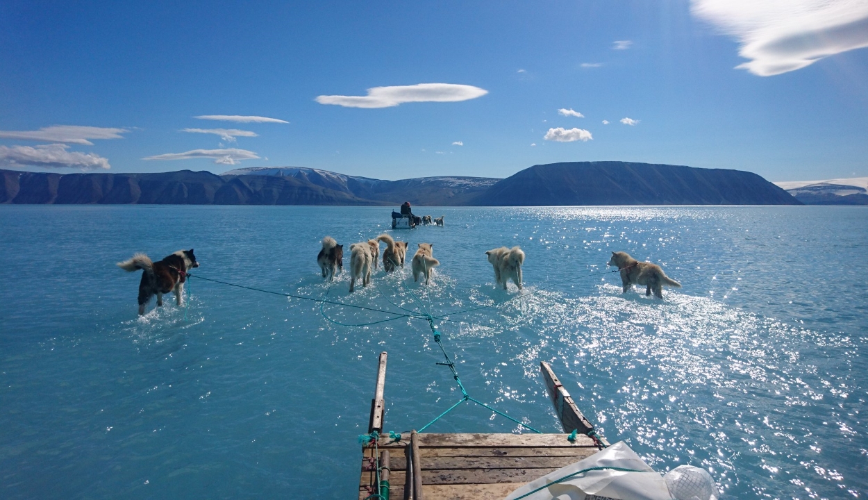Vízben gázolnak a szánhúzó kutyák Grönlandon