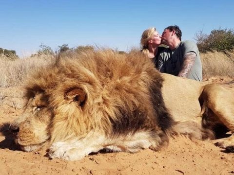 Az agyonlőtt oroszlán teteme felett csókolózott egy szerelmespár