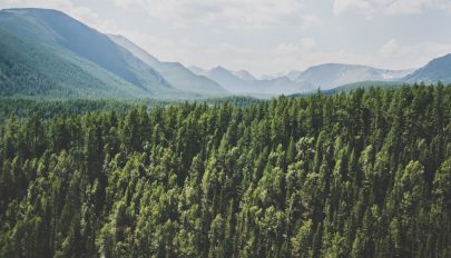 Svájci kutatók szerint az erdőtelepítés a leghatékonyabb megoldás a globális felmelegedésre