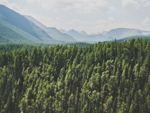 A romániai erdők területe több mint 9000 hektárral nőtt 2019-ben az előző évhez képest