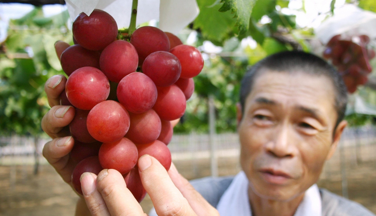 Tízezer euróért kelt el egy fürt szőlő Japánban