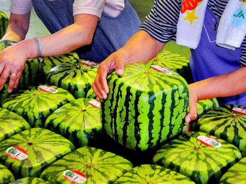 Már kocka alakú görögdinnyét is lehet vásárolni Japánban