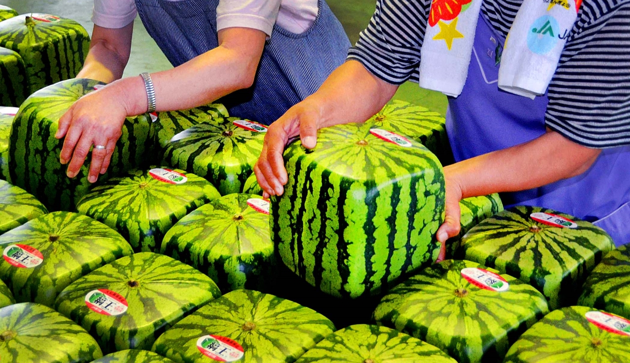 Már kocka alakú görögdinnyét is lehet vásárolni Japánban