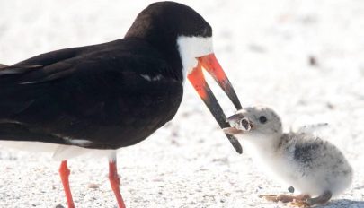 Fiókáját csikkel etető madarat fényképeztek egy floridai tengerparton