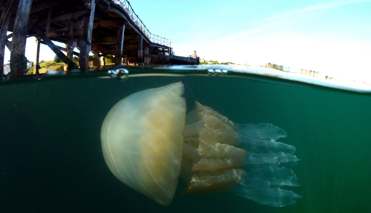 Emberméretű medúzát fedeztek fel búvárok az angol partoknál