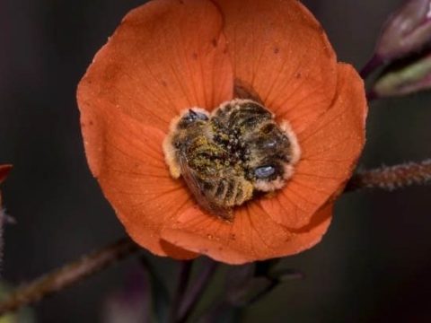 Létezik egy méhfaj, akik virágokban szeretnek aludni