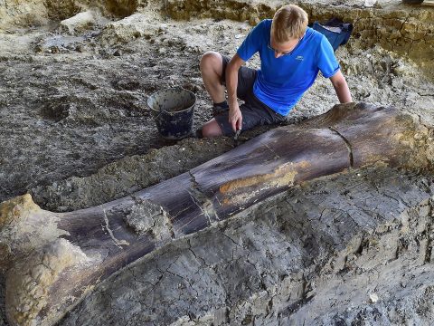 Óriásdinoszaurusz csontjára bukkantak Franciaországban