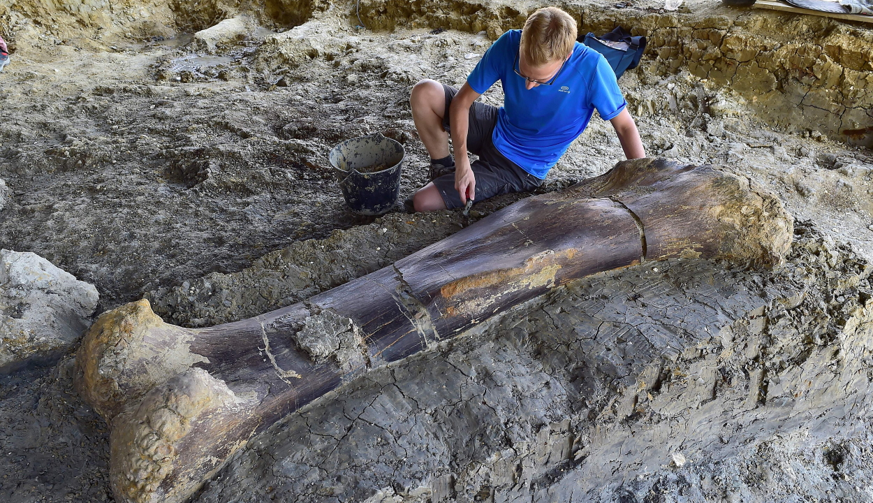Óriásdinoszaurusz csontjára bukkantak Franciaországban