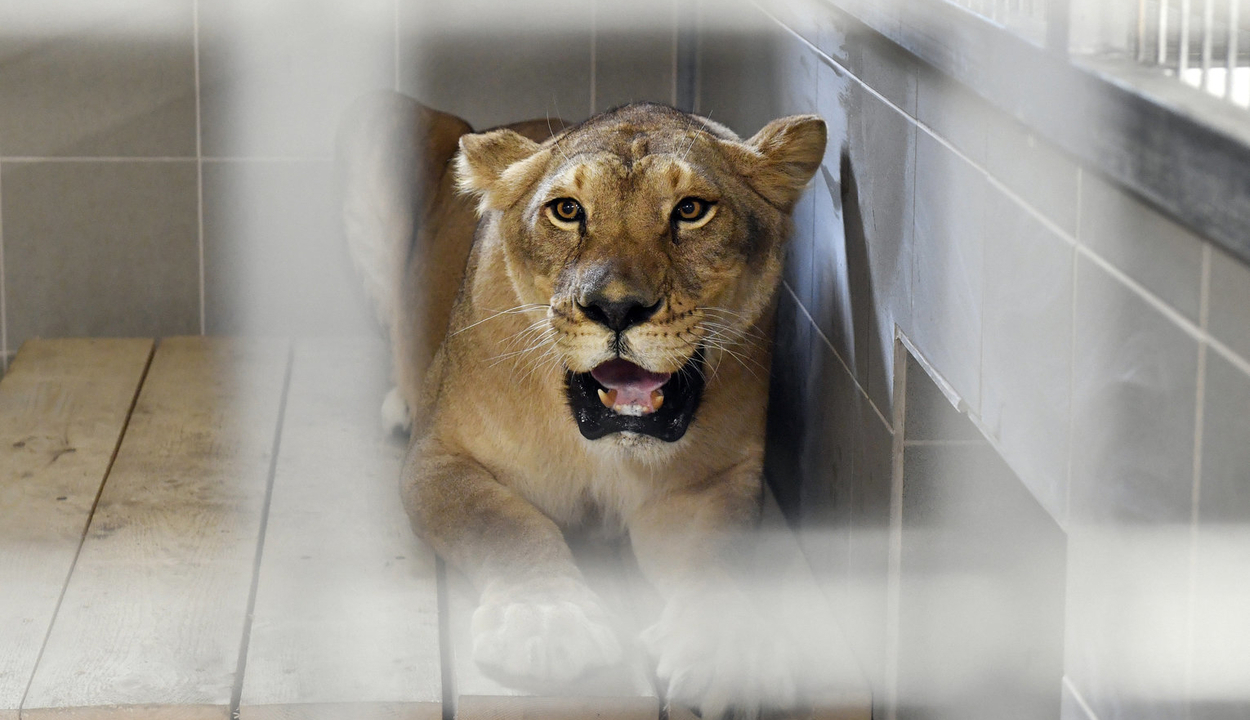 Veresegyházon találtak otthonra a romániai cirkuszi oroszlánok