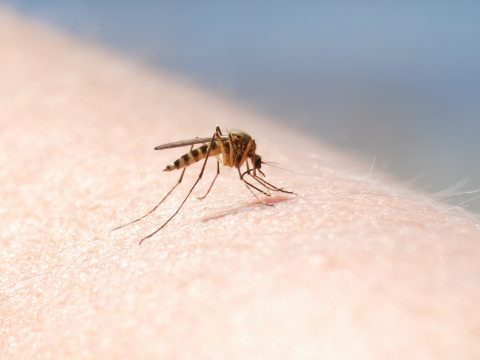 Kutatás bizonyítja, hogy a szúnyogok nem terjesztik a koronavírust