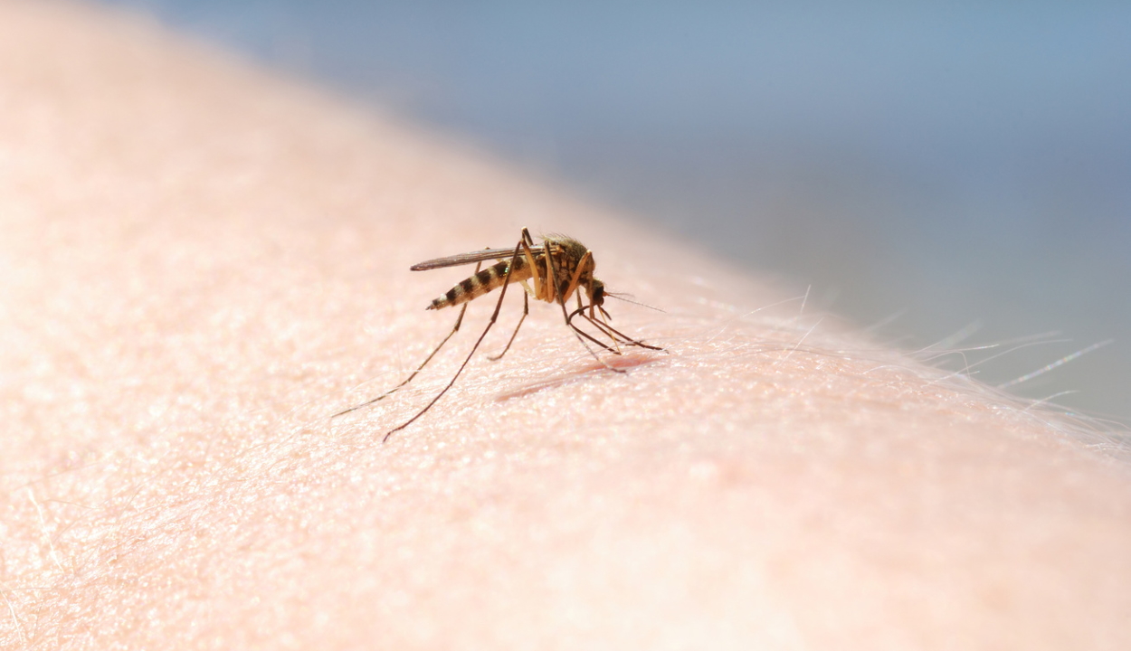 Kutatás bizonyítja, hogy a szúnyogok nem terjesztik a koronavírust