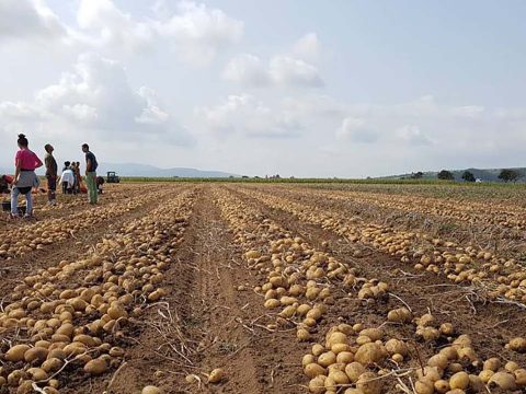 Több mint kétmillió tonna burgonya termett 2020-ban Romániában