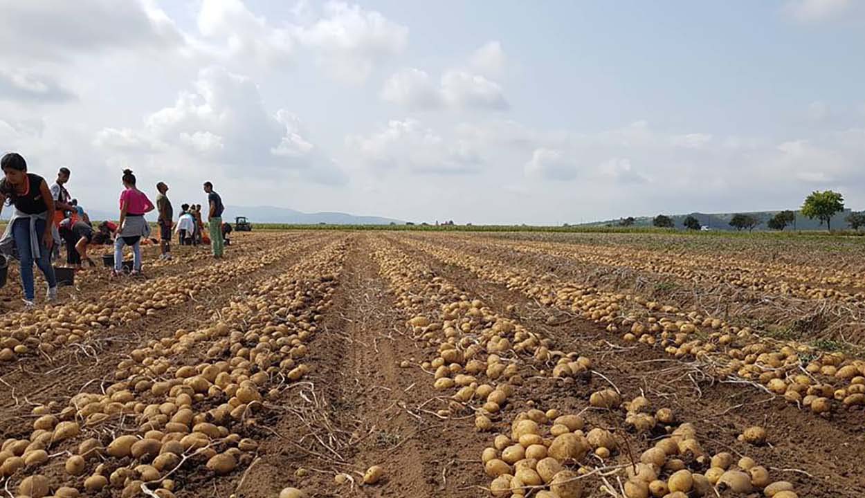 Több mint kétmillió tonna burgonya termett 2020-ban Romániában