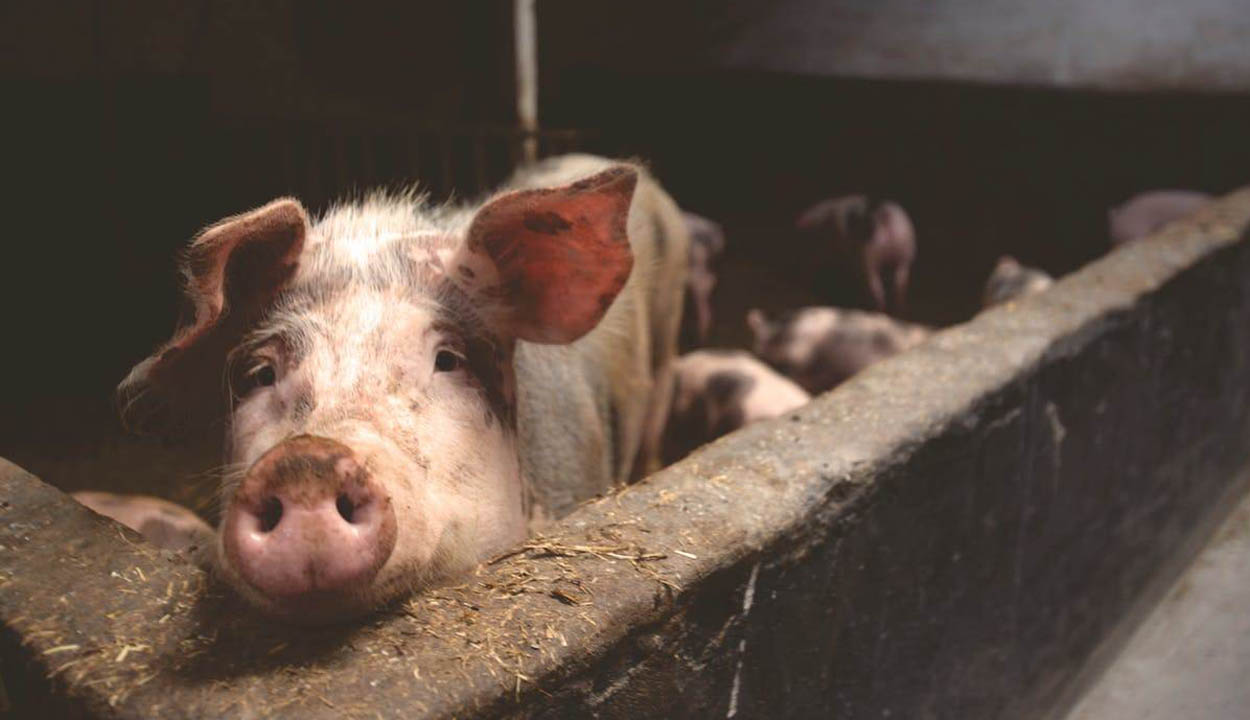 Az Európai Bizottság nem tiltotta meg a román sertéshúsexportot az afrikai sertéspestis miatt