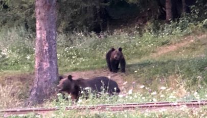 Fényes nappal pózolt a medve