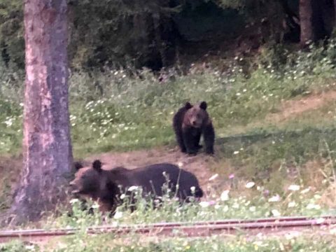 Fényes nappal pózolt a medve