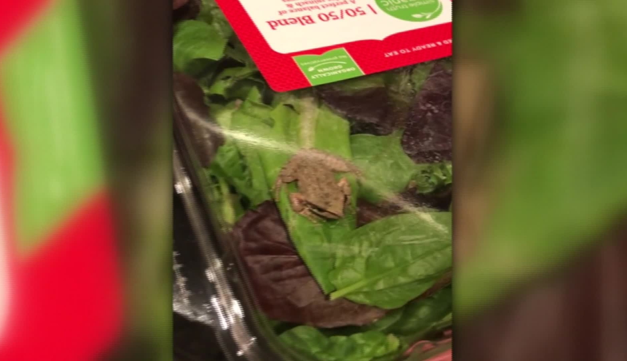 Élő békát találtak az előrecsomagolt salátában
