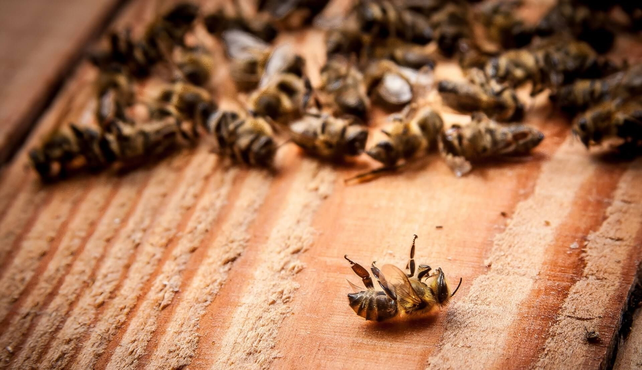 Több mint 500 millió méh pusztult el Brazíliában