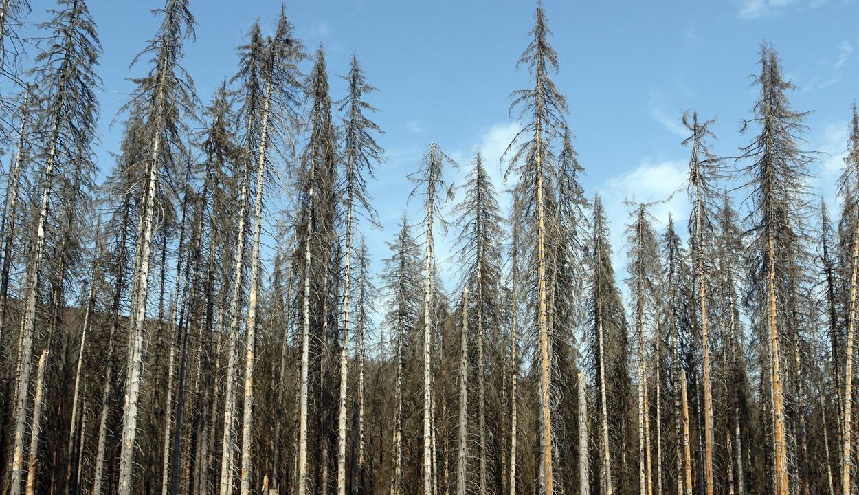 Több mint százezer hektár erdő pusztult ki Németországban tavaly óta