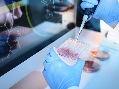 Japán engedélyezte, hogy kutatók emberi szerveket növesszenek állatokban