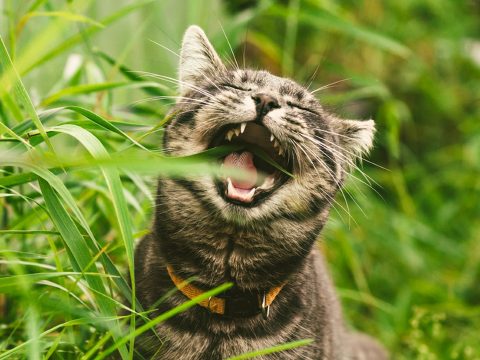 Kiderült, miért esznek valójában a macskák füvet