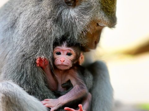 Ember-majom hibridet hoztak létre Kínában