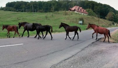 Szép jószágok sok joggal