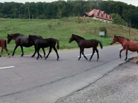 Szép jószágok sok joggal