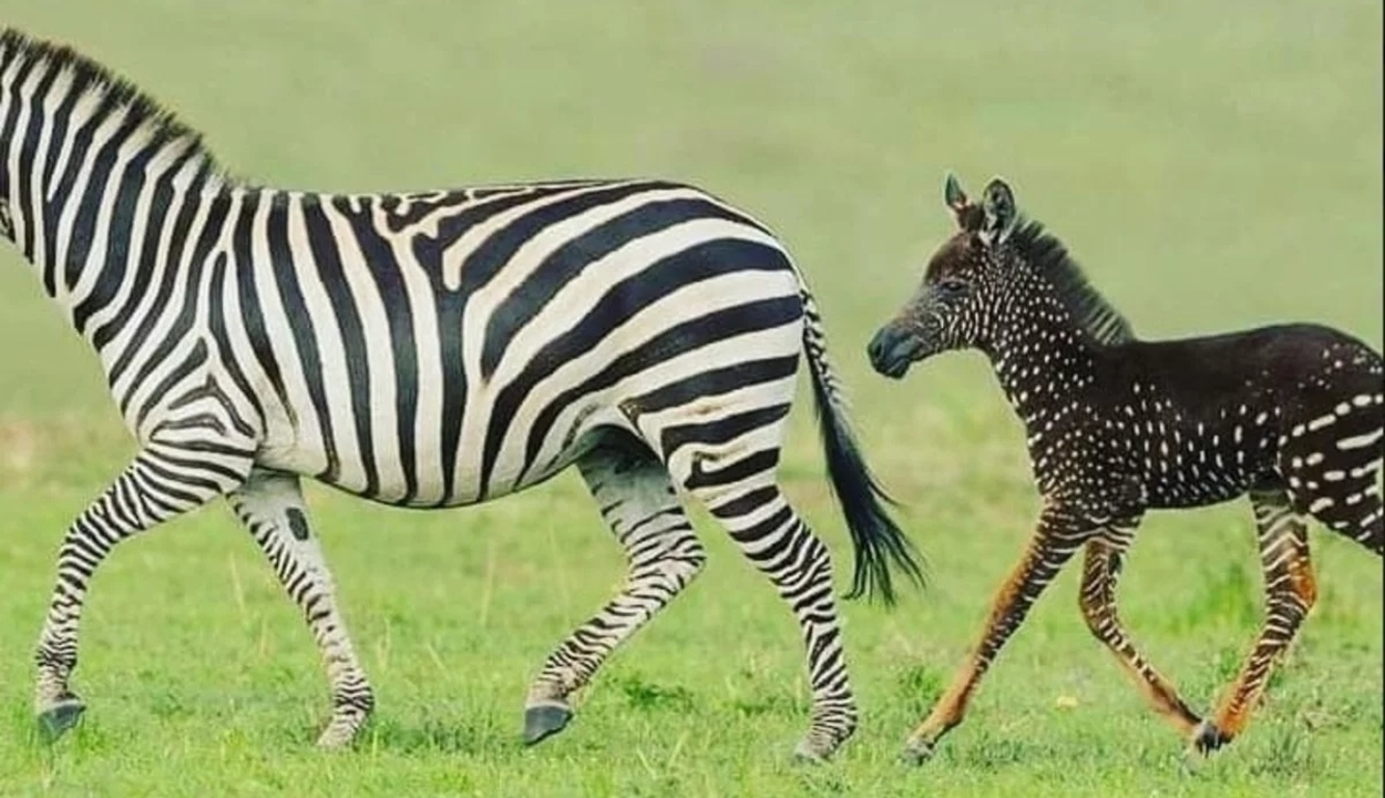 Különleges zebracsikót fotóztak