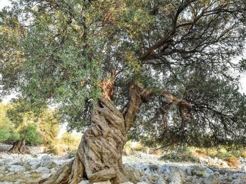 3000 éves és még mindig terem a világ legöregebb olajfája