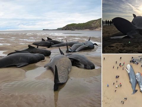 Egyre több bálna és delfin vetődik partra Nagy-Britanniában