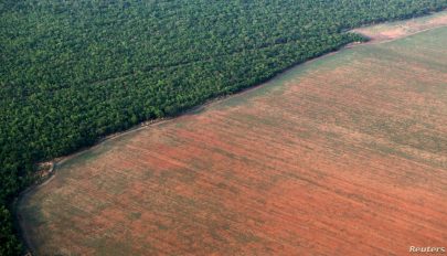 Kétszer annyi esőerdő pusztult el Brazíliában, mint tavaly
