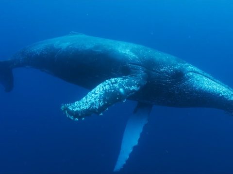 Egymástól tanulnak új dalokat a hosszúszárnyú bálnák