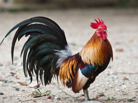 Kakasa ölt meg egy idős nőt Ausztráliában