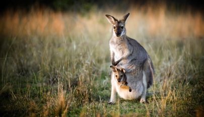 Szándékosan halálra gázolt közel 20 kengurut egy autós Ausztráliában
