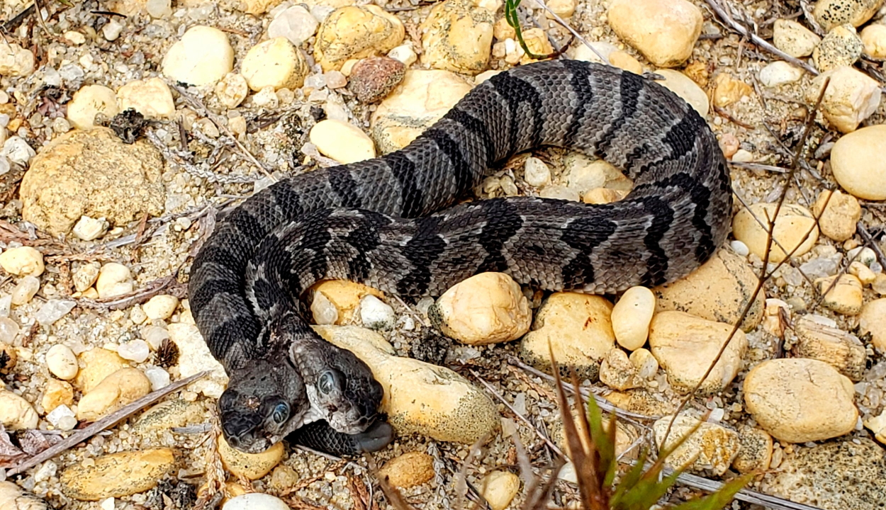 Ritka kétfejű kígyót találtak az Egyesült Államokban