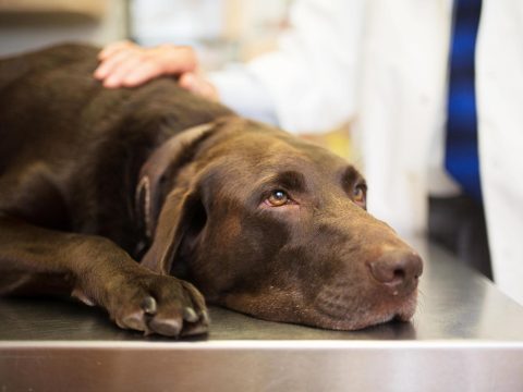 Rejtélyes betegség tizedeli a kutyákat Norvégiában