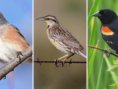 Mintegy hárommilliárd észak-amerikai madár tűnt el 1970 óta
