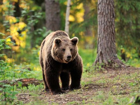 A koalíció hozzájárulását adta a medvekérdést megoldani hivatott tervezethez