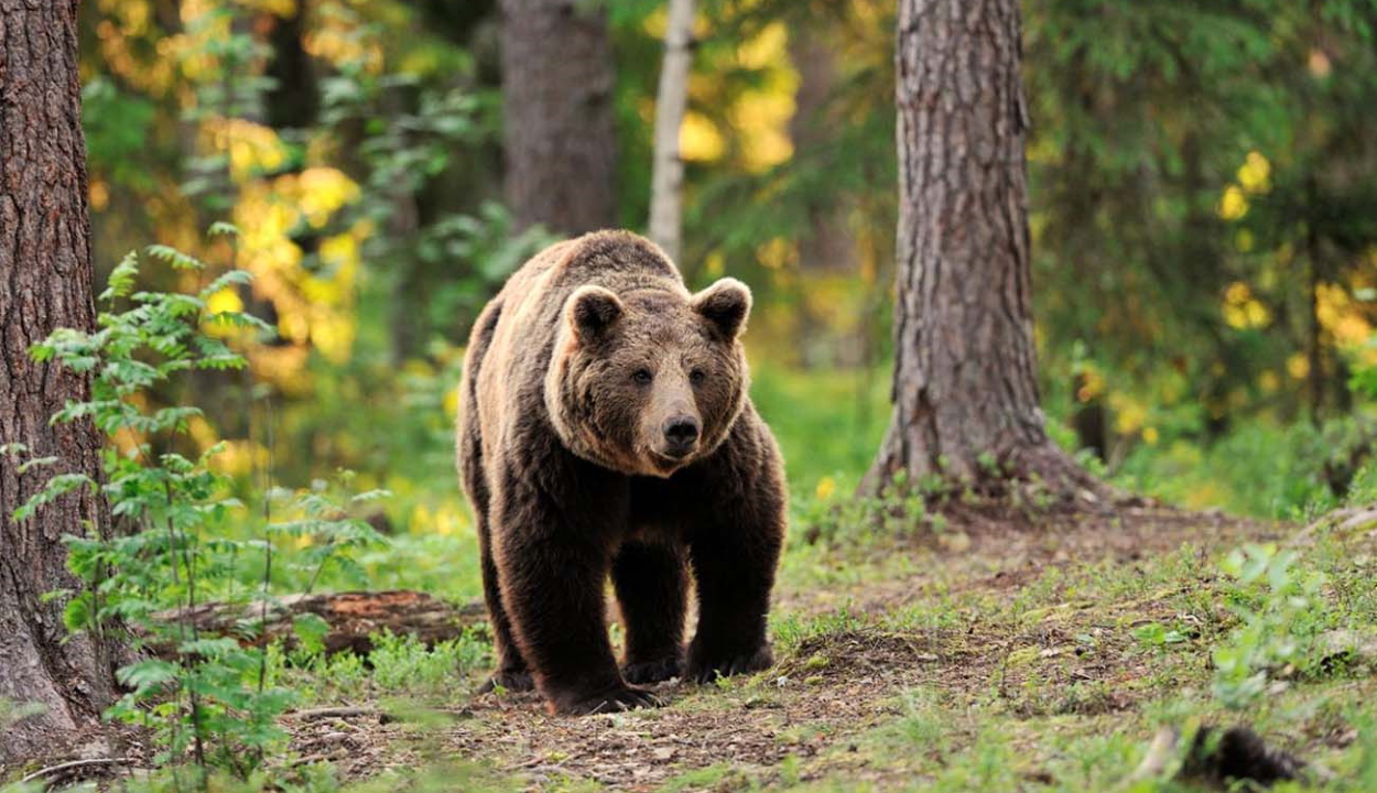 Üzletbe tört be a medve élelem után kutatva Tusnádfürdőn