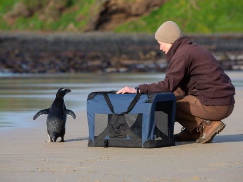 Visszaengedték a vadonba az Ausztráliáig eljutott pingvint