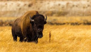 Ez a bölény a Yellowstone Nemzeti Parkban került lencsevégre