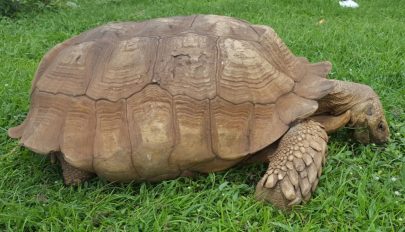 Elpusztult egy 344 évesnek mondott teknős Nigériában